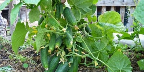 Kako pravilno posaditi sadnice krastavaca